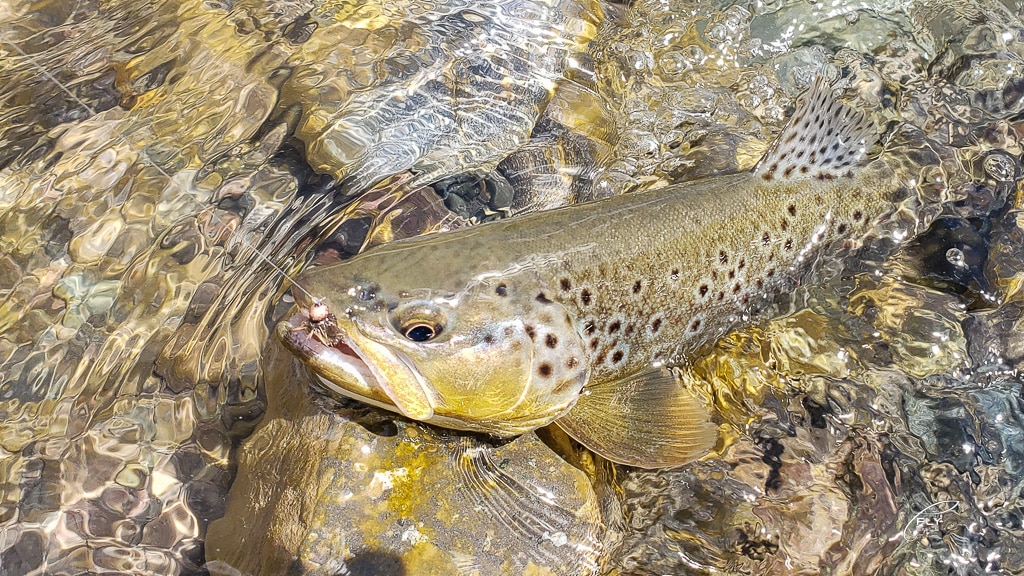 Anzuelos DOHIKU: Por Qué los Uso Hace 10 Años y No los Cambio 11 Trucha marrón en el agua lista para soltar - catch and release con DOHIKU barbless