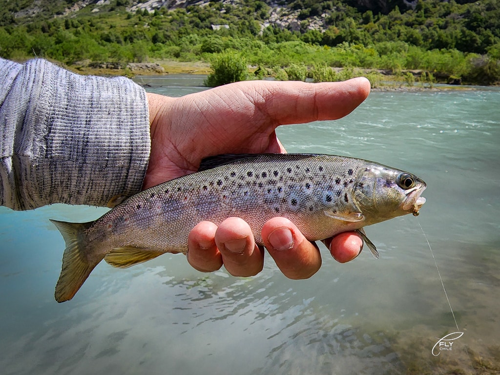 Anzuelos DOHIKU: Por Qué los Uso Hace 10 Años y No los Cambio 10 Brown trout en río patagónico capturada con anzuelo DOHIKU pesca con mosca