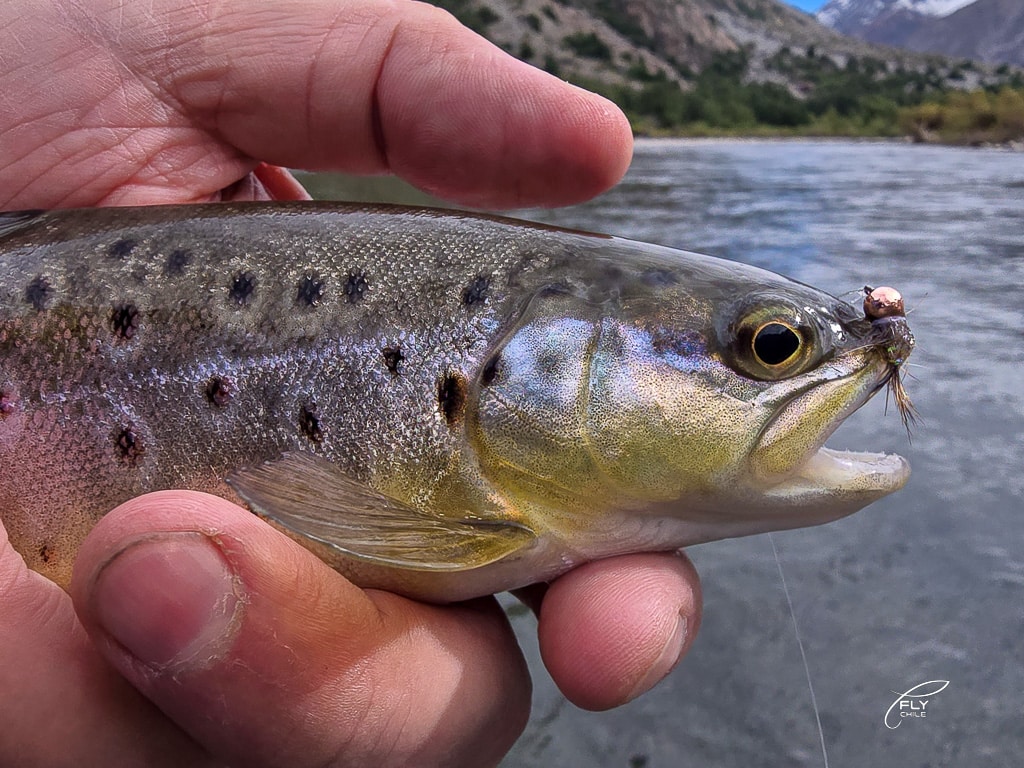 Anzuelos DOHIKU: Por Qué los Uso Hace 10 Años y No los Cambio 4 Trucha con mosca en anzuelo DOHIKU con montañas de fondo - pesca con mosca Chile
