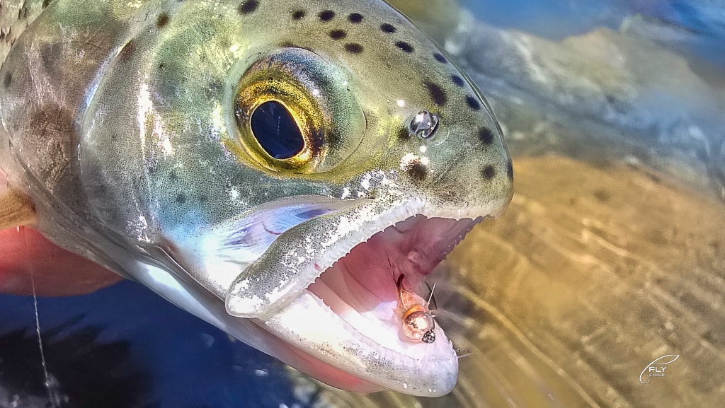 Anzuelos DOHIKU: Por Qué los Uso Hace 10 Años y No los Cambio 3 Closeup trucha con anzuelo DOHIKU barbless sin muerte - catch and release