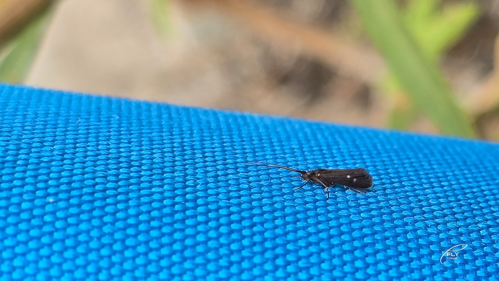 Pesca con mosca en el Río Claro, Sierras de Bellavista: destino, técnicas y equipamiento 8 Micro caddis negra encontrada en el Rio Claro, talla 22 - pesca con mosca sierras de bellavista